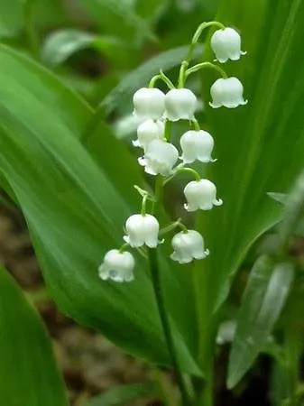 Couette-café De Hoefstal 1765 3*