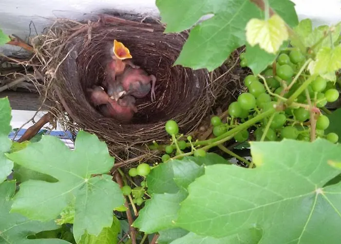 De Hoefstal 1765 Alojamento de Acomodação e Pequeno-almoço Asten