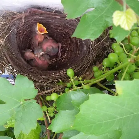 De Hoefstal 1765 Bed and Breakfast Άστεν