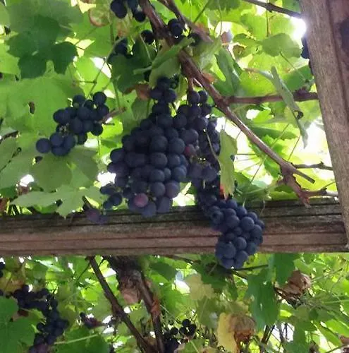 Bed and breakfast De Hoefstal 1765 Asten